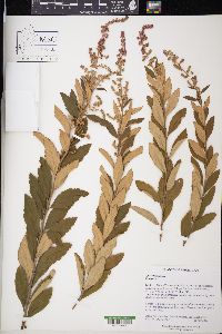 Spiraea tomentosa image