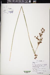 Cladium mariscoides image