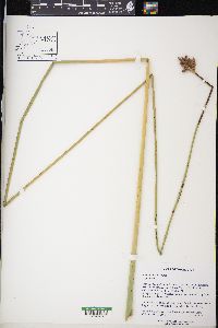 Schoenoplectus acutus image