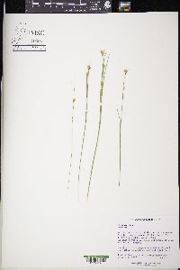 Rhynchospora alba image
