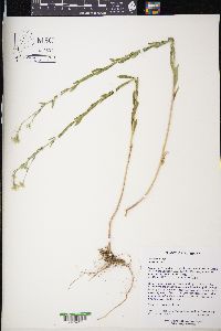 Berteroa incana image