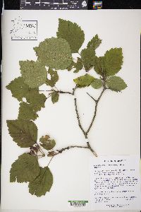 Crataegus mollis image