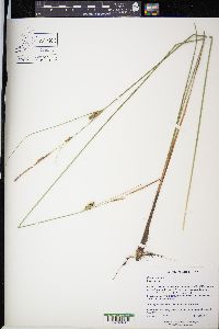 Carex lasiocarpa image