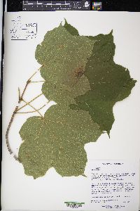 Acer nigrum image