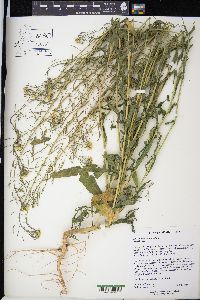 Erysimum cheiranthoides image