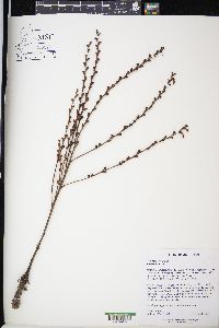 Epifagus virginiana image