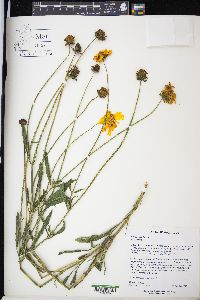 Coreopsis tripteris image