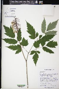 Actaea pachypoda image