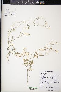 Sisymbrium altissimum image
