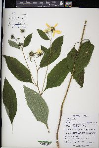 Helianthus giganteus image