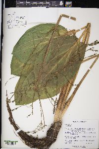 Alisma triviale image