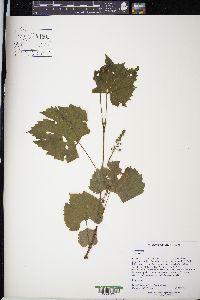Vitis riparia image