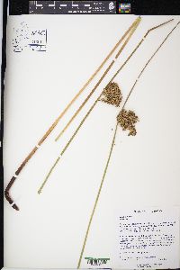 Juncus pylaei image