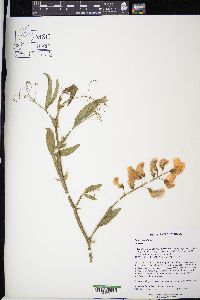 Lathyrus latifolius image