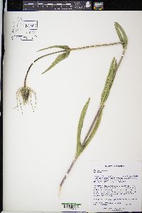 Dipsacus fullonum image