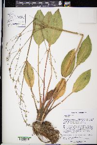 Alisma subcordatum image