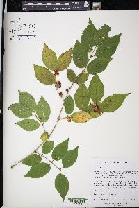 Lonicera maackii image