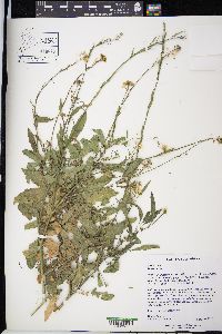 Brassica nigra image