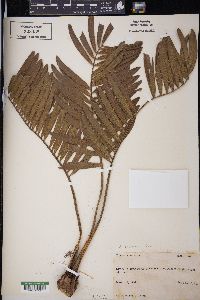 Zamia pumila subsp. pumila image