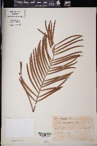 Zamia pumila subsp. pumila image