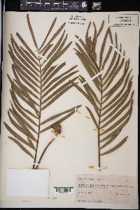 Zamia pumila subsp. pumila image