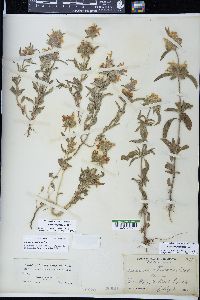 Monarda pectinata image