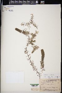 Ceratophyllum demersum image