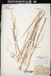 Schizachyrium scoparium subsp. scoparium image
