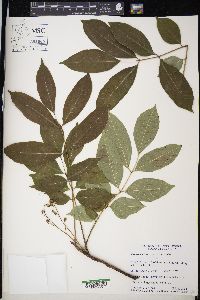 Toxicodendron vernix image