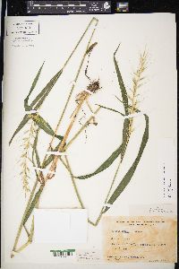 Elymus hystrix image