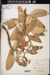 Asclepias similis image