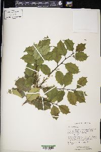 Ilex aquifolium image