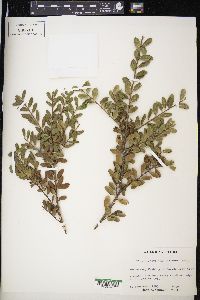 Ilex crenata image