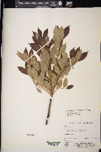 Toxicodendron vernix image