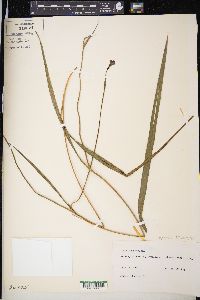 Alophia drummondii image