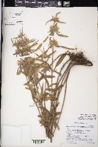 Monarda citriodora subsp. austromontana image