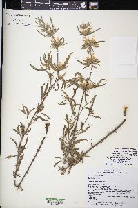 Monarda citriodora subsp. austromontana image