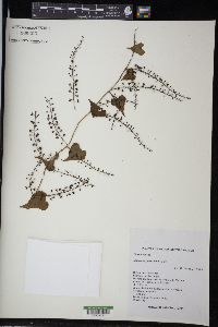 Dioscorea galeottiana image