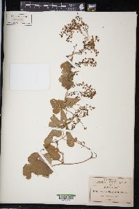 Dioscorea galeottiana image