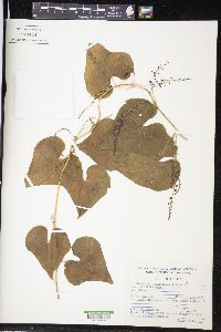 Dioscorea galeottiana image