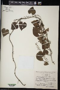 Dioscorea galeottiana image