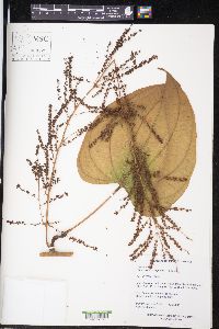 Dioscorea composita image