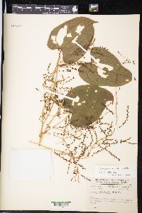 Dioscorea composita image