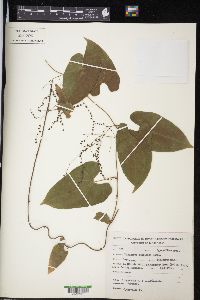 Dioscorea composita image