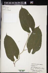 Dioscorea composita image