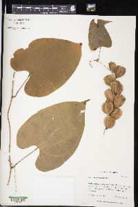 Dioscorea composita image