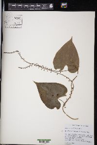 Dioscorea convolvulacea image