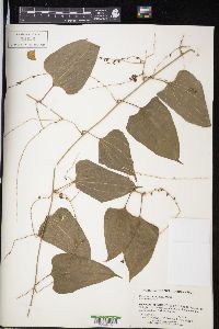 Dioscorea convolvulacea image