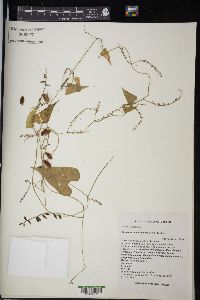 Dioscorea convolvulacea image