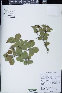 Viburnum lentago image